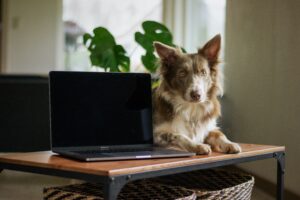 The Value of Blogging: Why Veterinary Clinics Should Share Insights on Their Websites